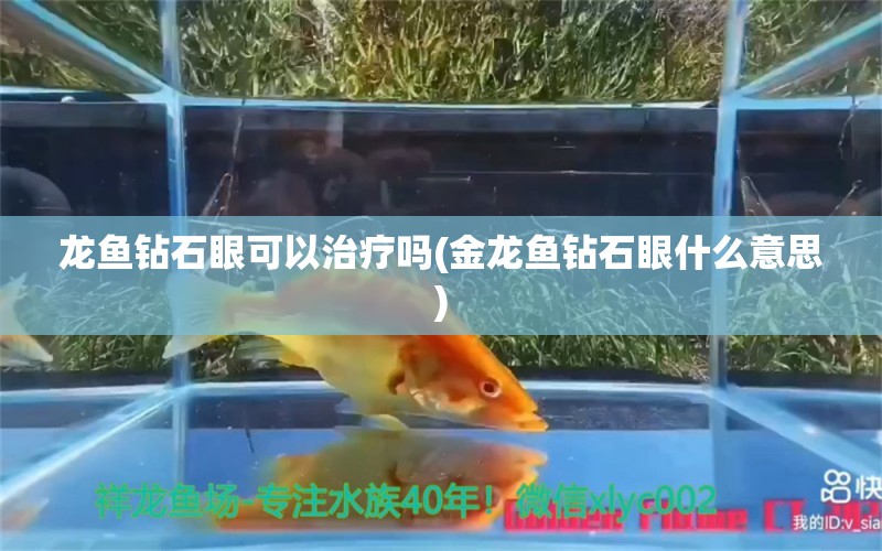 龍魚鉆石眼可以治療嗎(金龍魚鉆石眼什么意思)