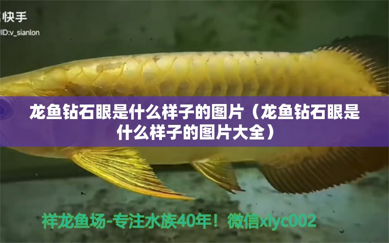 龍魚鉆石眼是什么樣子的圖片（龍魚鉆石眼是什么樣子的圖片大全）