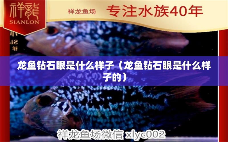 龍魚鉆石眼是什么樣子（龍魚鉆石眼是什么樣子的） 廣州龍魚批發(fā)市場(chǎng)