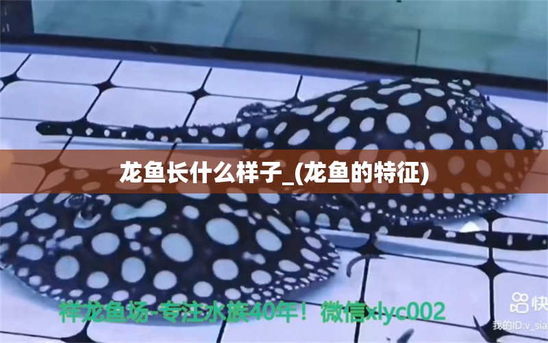 龍魚長什么樣子_(龍魚的特征) 女王大帆魚