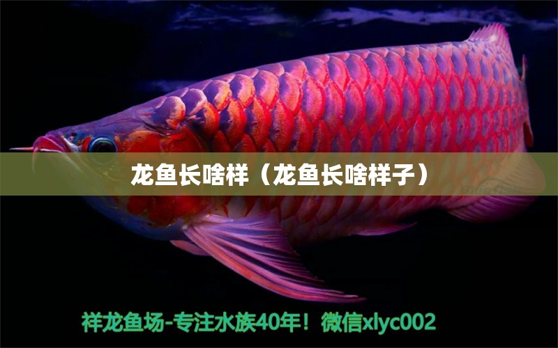 龍魚長啥樣（龍魚長啥樣子）