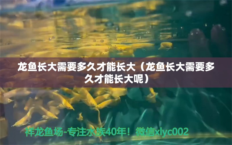 龍魚長大需要多久才能長大（龍魚長大需要多久才能長大呢）