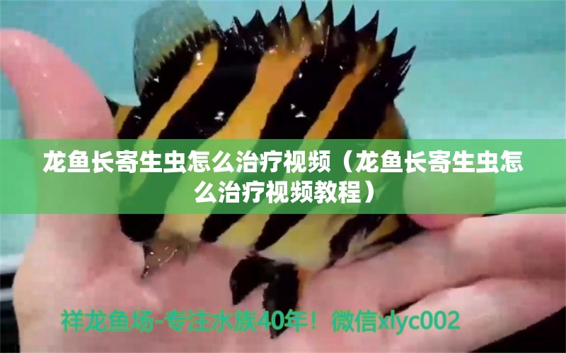 龍魚長寄生蟲怎么治療視頻（龍魚長寄生蟲怎么治療視頻教程）