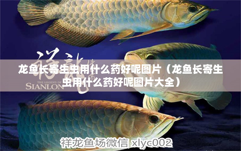 龍魚(yú)長(zhǎng)寄生蟲(chóng)用什么藥好呢圖片（龍魚(yú)長(zhǎng)寄生蟲(chóng)用什么藥好呢圖片大全）