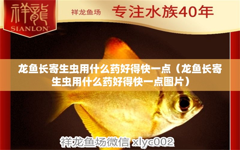 龍魚長寄生蟲用什么藥好得快一點（龍魚長寄生蟲用什么藥好得快一點圖片）