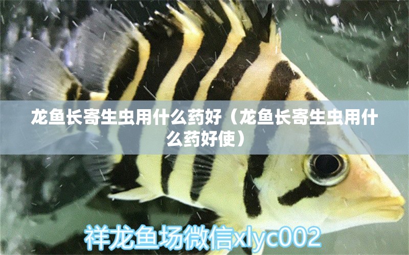 龍魚長寄生蟲用什么藥好（龍魚長寄生蟲用什么藥好使）