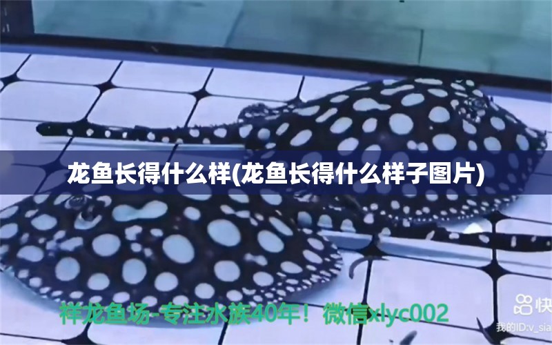 龍魚長得什么樣(龍魚長得什么樣子圖片) 黑金魟魚 第1張