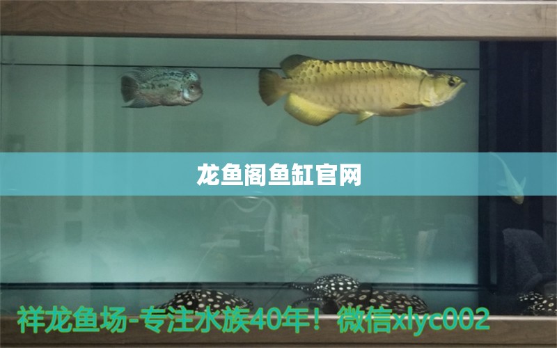 龍魚閣魚缸官網(wǎng) 龍魚百科 第2張