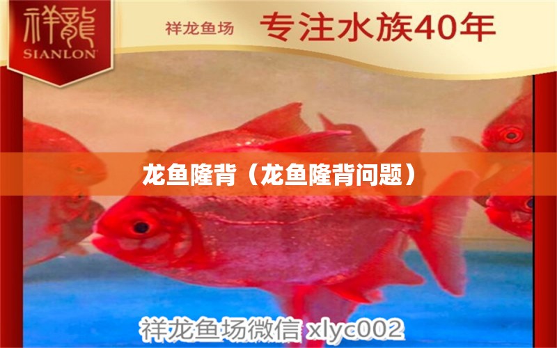 龍魚(yú)隆背（龍魚(yú)隆背問(wèn)題） 廣州龍魚(yú)批發(fā)市場(chǎng)