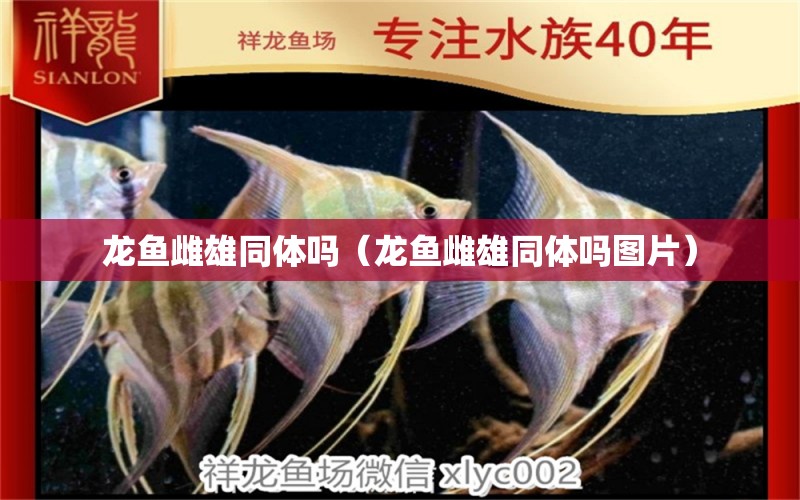 龍魚雌雄同體嗎（龍魚雌雄同體嗎圖片） 龍魚疾病與治療