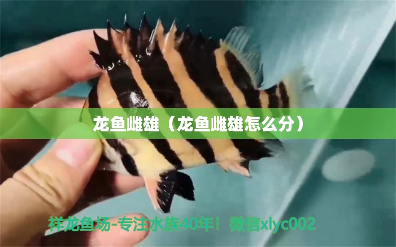 龍魚雌雄（龍魚雌雄怎么分）