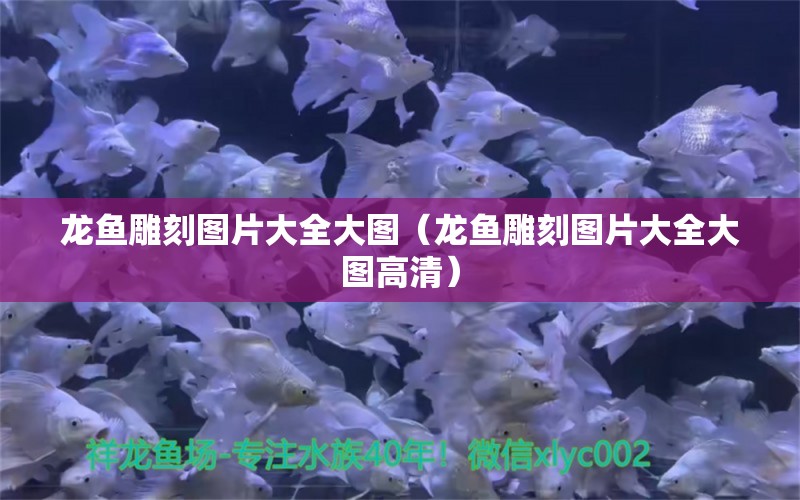 龍魚雕刻圖片大全大圖（龍魚雕刻圖片大全大圖高清） 祥龍水族醫(yī)院