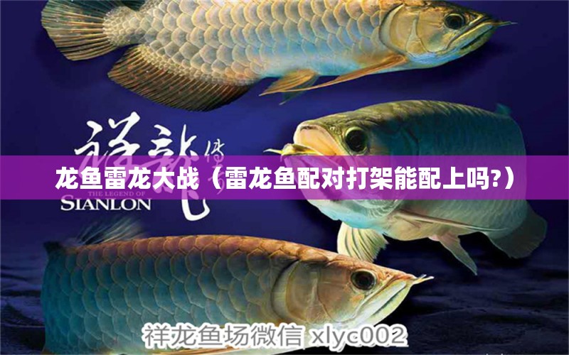 龍魚雷龍大戰(zhàn)（雷龍魚配對打架能配上嗎?）