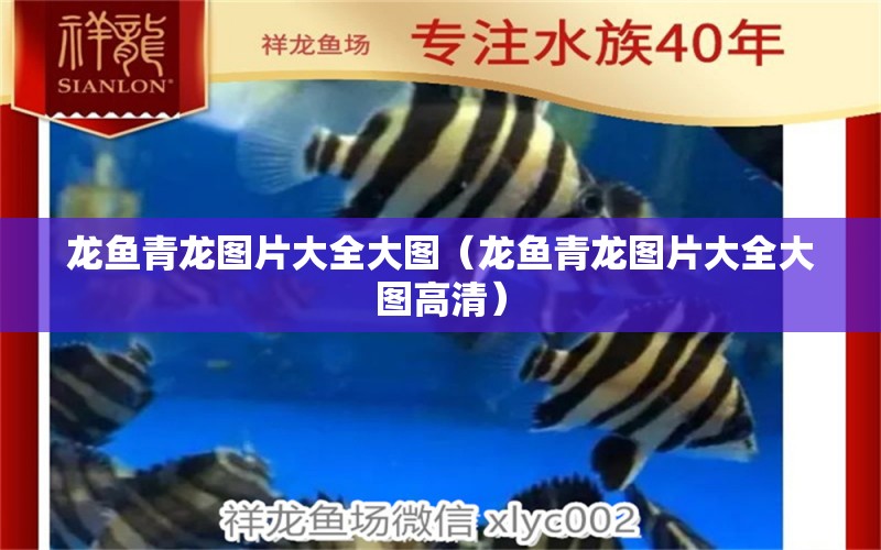 龍魚(yú)青龍圖片大全大圖（龍魚(yú)青龍圖片大全大圖高清） 廣州龍魚(yú)批發(fā)市場(chǎng)