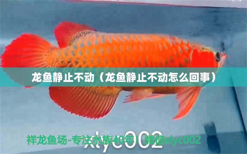 龍魚靜止不動(dòng)（龍魚靜止不動(dòng)怎么回事） 廣州龍魚批發(fā)市場