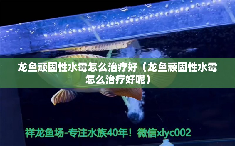 龍魚頑固性水霉怎么治療好（龍魚頑固性水霉怎么治療好呢） 龍魚疾病與治療