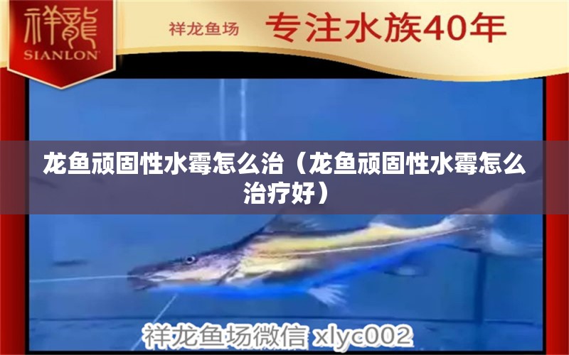 龍魚頑固性水霉怎么治（龍魚頑固性水霉怎么治療好） 龍魚疾病與治療