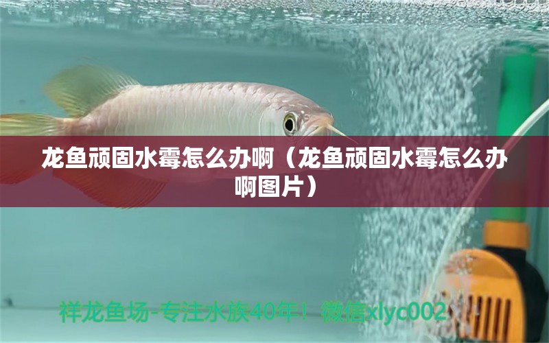 龍魚頑固水霉怎么辦?。堲~頑固水霉怎么辦啊圖片） 龍魚疾病與治療