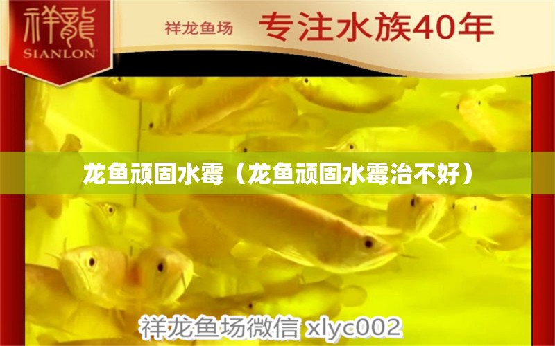 龍魚(yú)頑固水霉（龍魚(yú)頑固水霉治不好） 龍魚(yú)疾病與治療