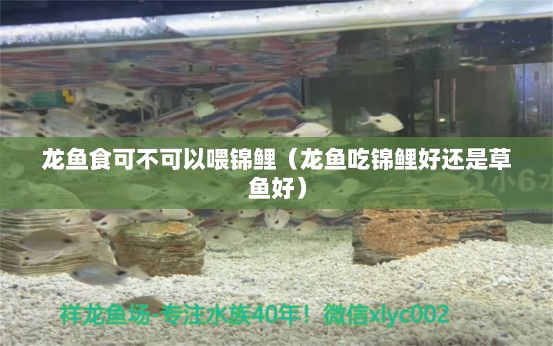 龍魚食可不可以喂錦鯉（龍魚吃錦鯉好還是草魚好）