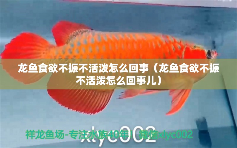 龍魚食欲不振不活潑怎么回事（龍魚食欲不振不活潑怎么回事兒）