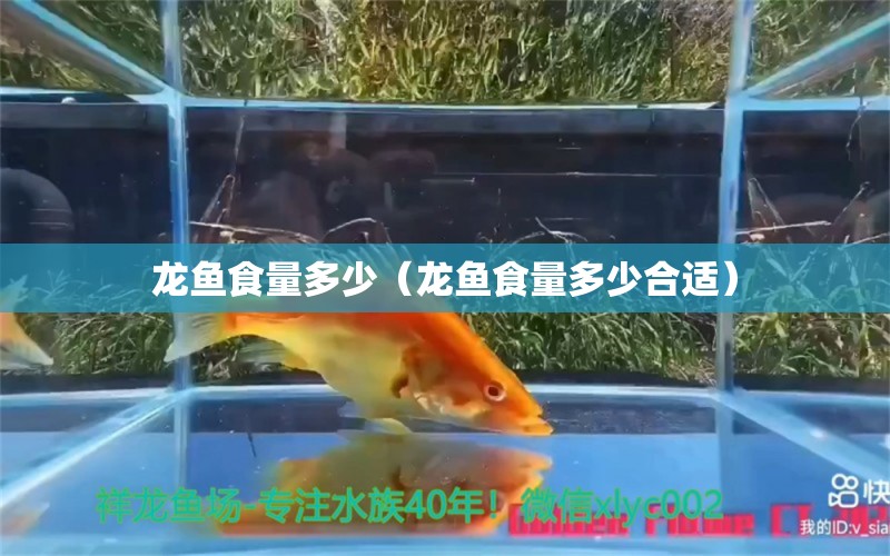 龍魚食量多少（龍魚食量多少合適）