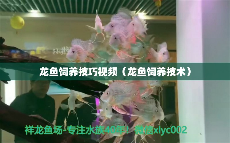 龍魚飼養(yǎng)技巧視頻（龍魚飼養(yǎng)技術）