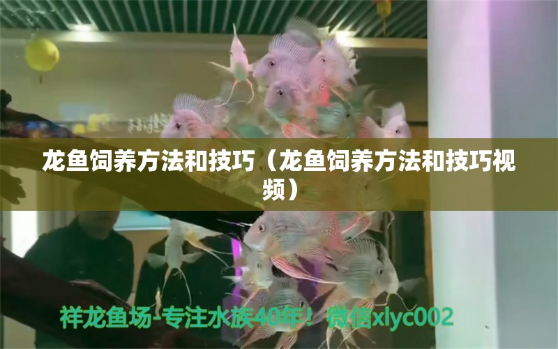 龍魚飼養(yǎng)方法和技巧（龍魚飼養(yǎng)方法和技巧視頻） 廣州龍魚批發(fā)市場