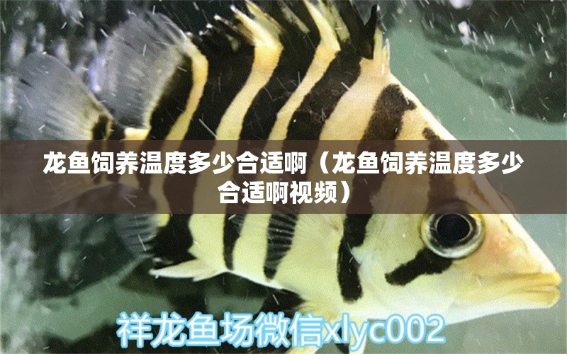 龍魚飼養(yǎng)溫度多少合適?。堲~飼養(yǎng)溫度多少合適啊視頻） 廣州龍魚批發(fā)市場