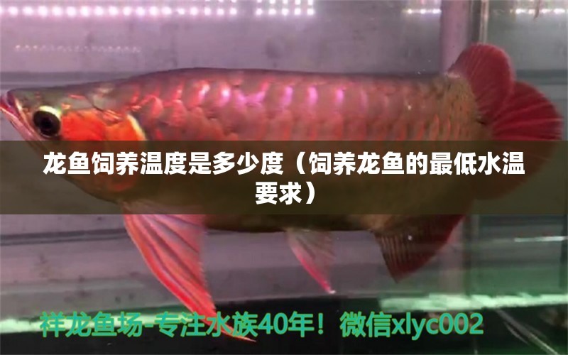 龍魚飼養(yǎng)溫度是多少度（飼養(yǎng)龍魚的最低水溫要求）