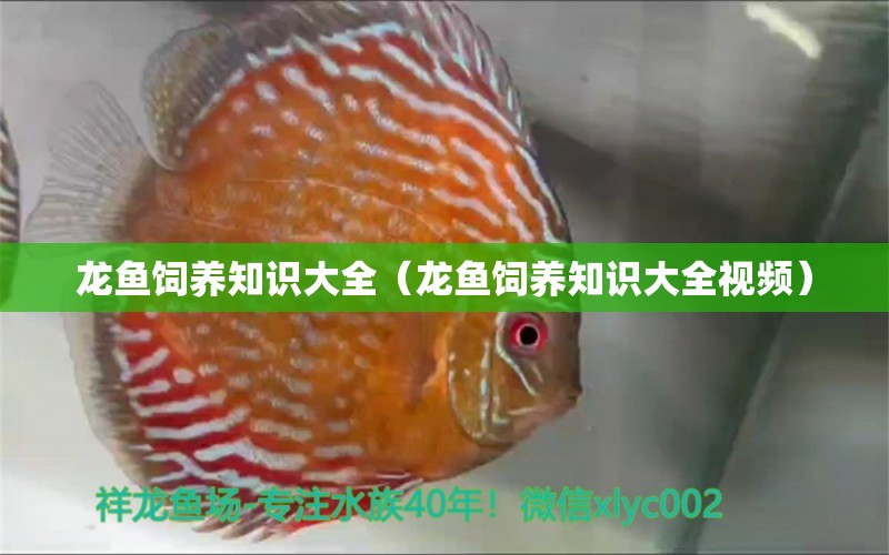 龍魚飼養(yǎng)知識(shí)大全（龍魚飼養(yǎng)知識(shí)大全視頻）