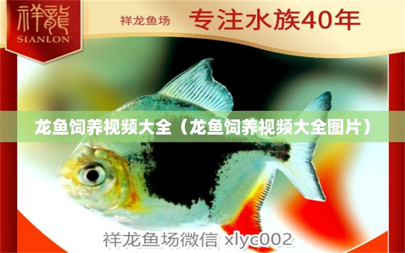 龍魚飼養(yǎng)視頻大全（龍魚飼養(yǎng)視頻大全圖片）