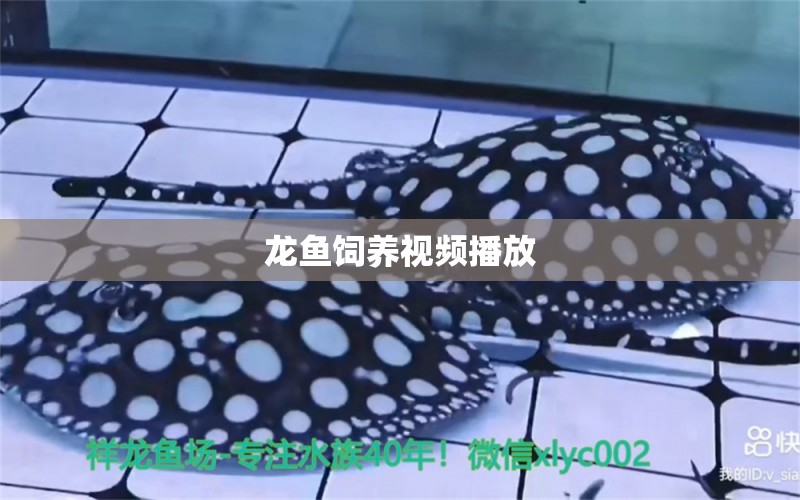 龍魚飼養(yǎng)視頻播放