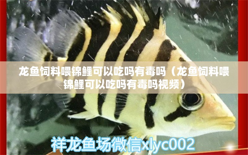 龍魚飼料喂錦鯉可以吃嗎有毒嗎（龍魚飼料喂錦鯉可以吃嗎有毒嗎視頻）