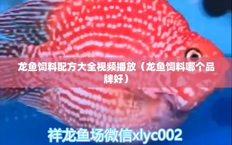 龍魚飼料配方大全視頻播放（龍魚飼料哪個品牌好）