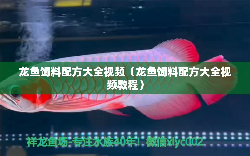 龍魚飼料配方大全視頻（龍魚飼料配方大全視頻教程） 龍魚疾病與治療