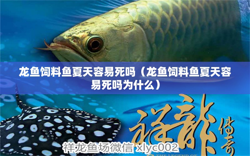 龍魚飼料魚夏天容易死嗎（龍魚飼料魚夏天容易死嗎為什么）