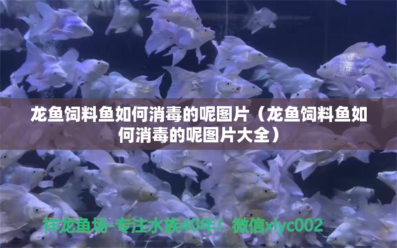 龍魚飼料魚如何消毒的呢圖片（龍魚飼料魚如何消毒的呢圖片大全）