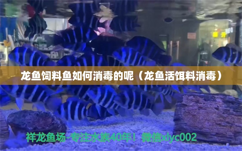 龍魚飼料魚如何消毒的呢（龍魚活餌料消毒）