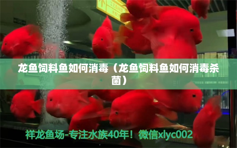 龍魚飼料魚如何消毒（龍魚飼料魚如何消毒殺菌） 龍魚疾病與治療