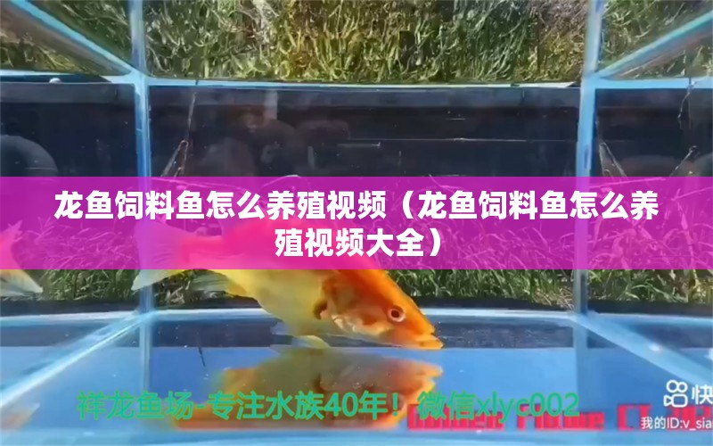 龍魚飼料魚怎么養(yǎng)殖視頻（龍魚飼料魚怎么養(yǎng)殖視頻大全）