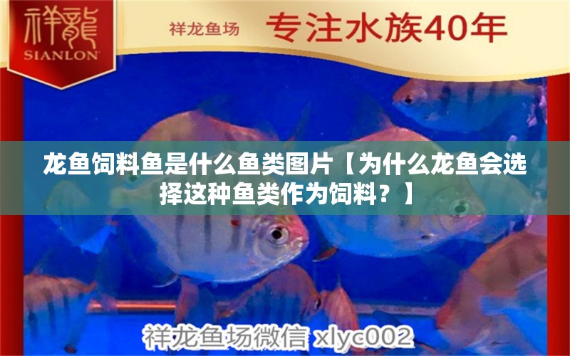 龍魚飼料魚是什么魚類圖片【為什么龍魚會選擇這種魚類作為飼料？】