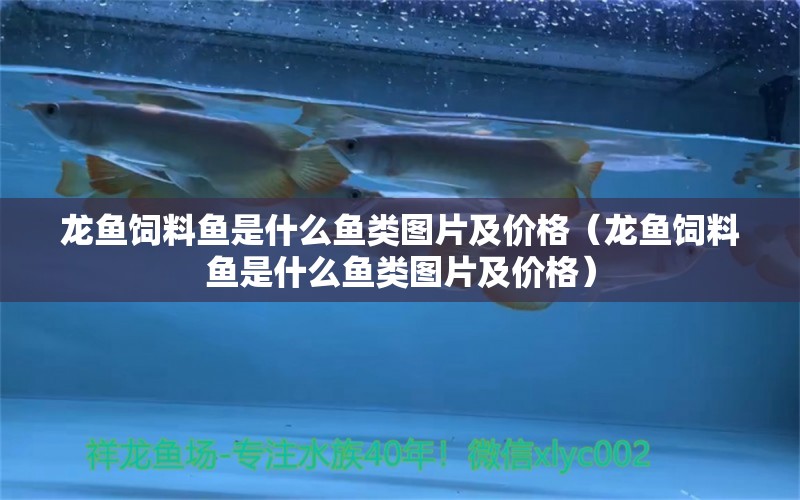 龍魚飼料魚是什么魚類圖片及價格（龍魚飼料魚是什么魚類圖片及價格） 廣州龍魚批發(fā)市場