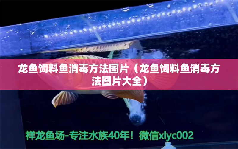 龍魚飼料魚消毒方法圖片（龍魚飼料魚消毒方法圖片大全） 廣州龍魚批發(fā)市場(chǎng)