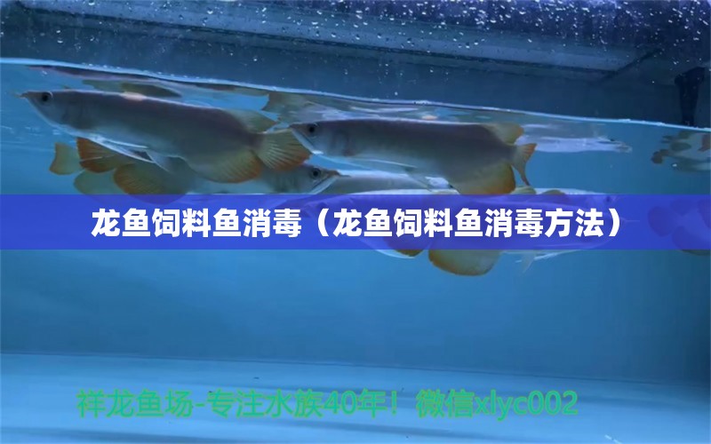 龍魚飼料魚消毒（龍魚飼料魚消毒方法）