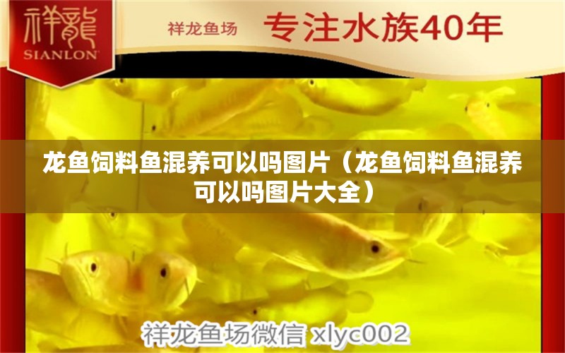 龍魚飼料魚混養(yǎng)可以嗎圖片（龍魚飼料魚混養(yǎng)可以嗎圖片大全）