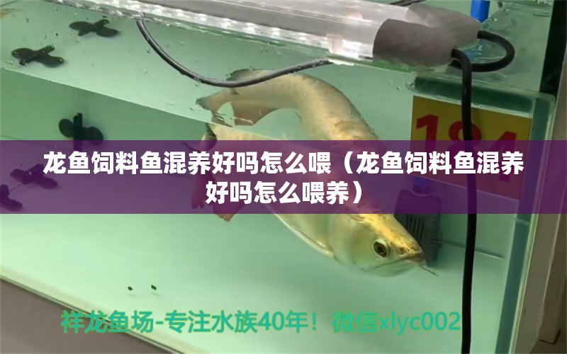 龍魚飼料魚混養(yǎng)好嗎怎么喂（龍魚飼料魚混養(yǎng)好嗎怎么喂養(yǎng)）