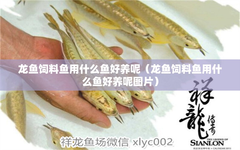 龍魚(yú)飼料魚(yú)用什么魚(yú)好養(yǎng)呢（龍魚(yú)飼料魚(yú)用什么魚(yú)好養(yǎng)呢圖片）