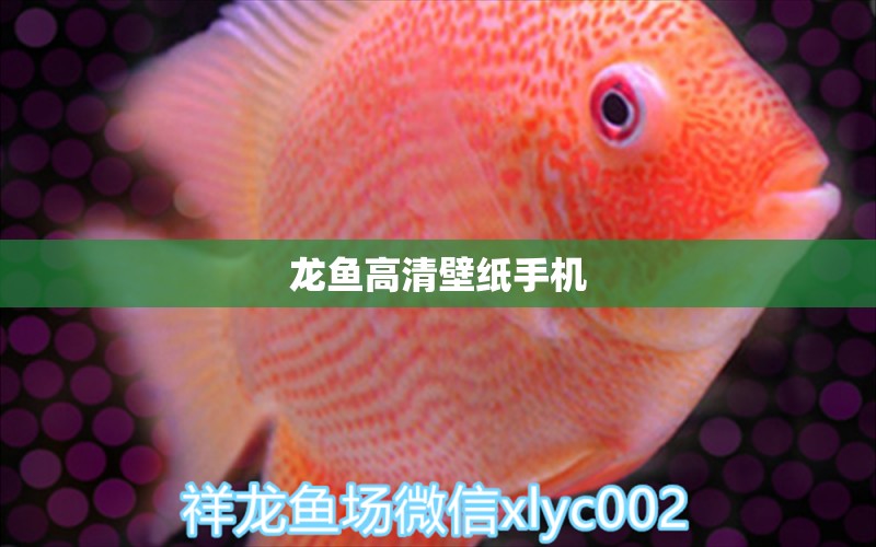 龍魚高清壁紙手機(jī) 祥龍魚場