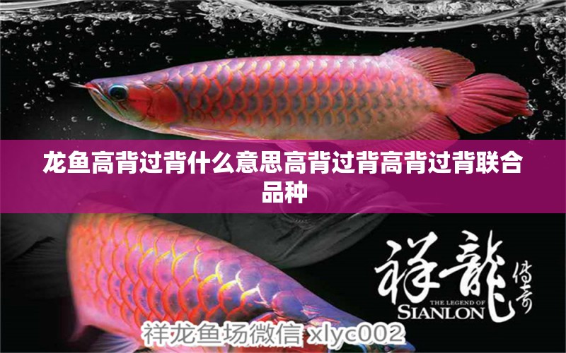 龍魚高背過背什么意思高背過背高背過背聯(lián)合品種